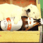 Dogmat
